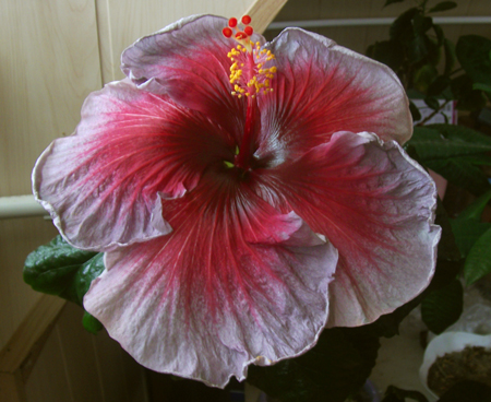 Второй день цветения