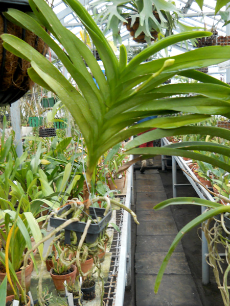 Vanda Sansai Blue 2.jpg