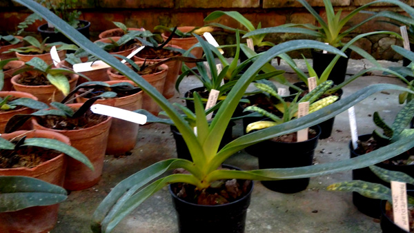 Paphiopedilum rothschildianum X aductum.jpg