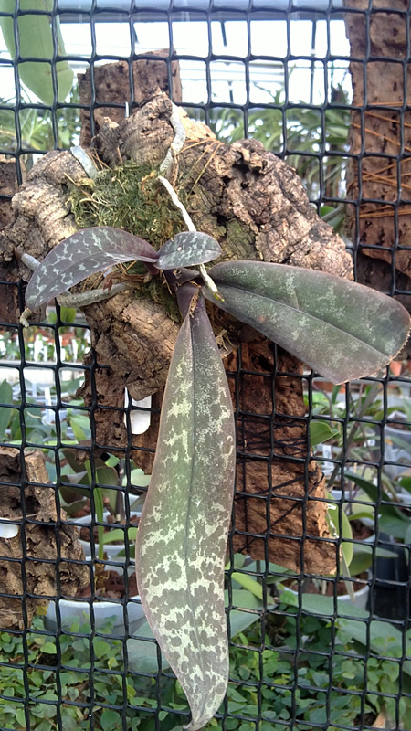 Phalaenopsis schilleriana immaculata.jpg