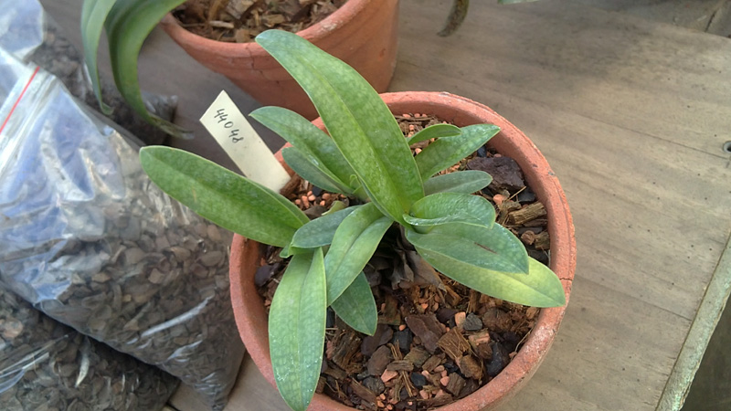 Paphiopedilum rothschildianum Huei × Paphiopedilum niveum In-Charm.jpg