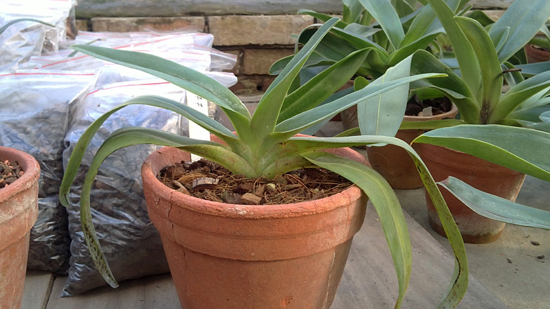 Paphiopedilum rothschildianum Flora × Paphiopedilum hangianum Huei 1.jpg