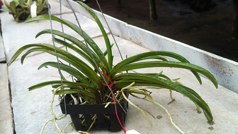 Neostilys Lou Snearly.jpg