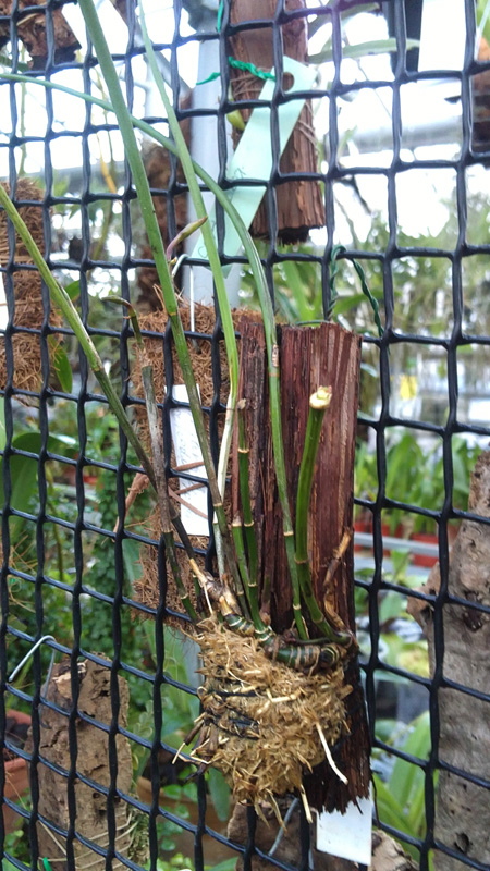 Brassavola perrinii.jpg