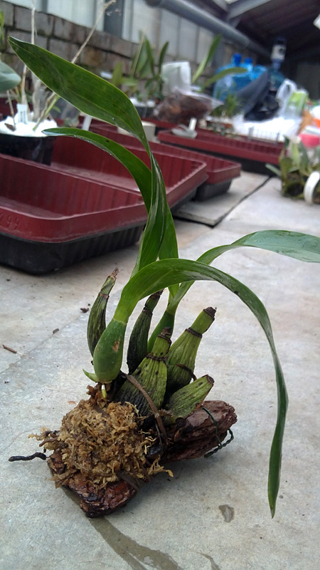 Prosthechea vitellina.jpg