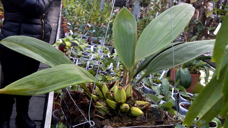 Sievekingia marsupialis.jpg