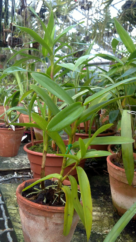 Epidendrum macrocarpum.jpg