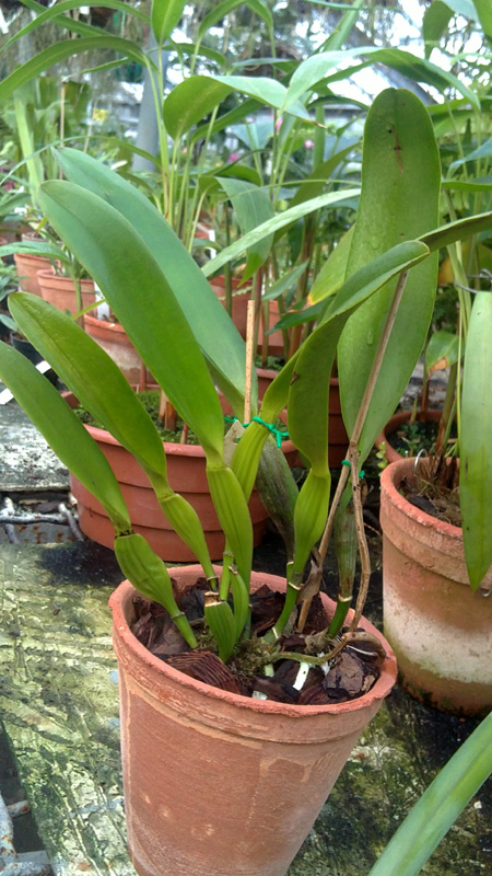 Laeliocattleya White Spark Panda.jpg