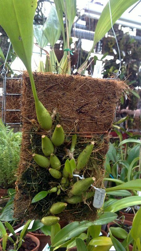 Bulbophyllum dearei.jpg