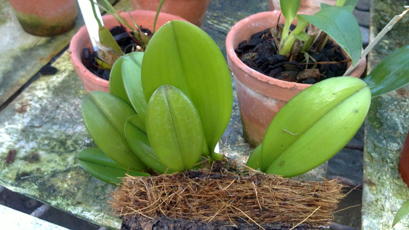 Bulbophyllum macranthum.jpg