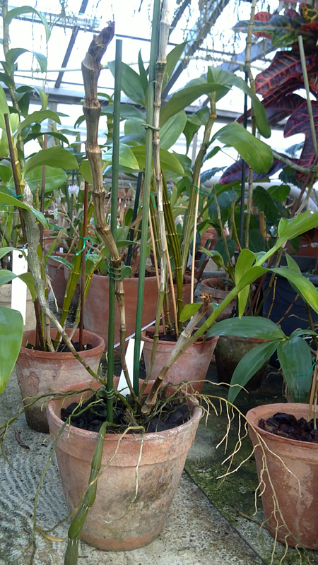 Dendrobium wardianum.jpg