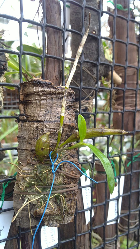 Dendrobium unicum.jpg