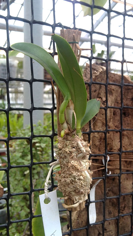 Laelia jongheana.jpg