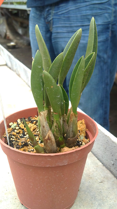 Laelia fournieri.jpg
