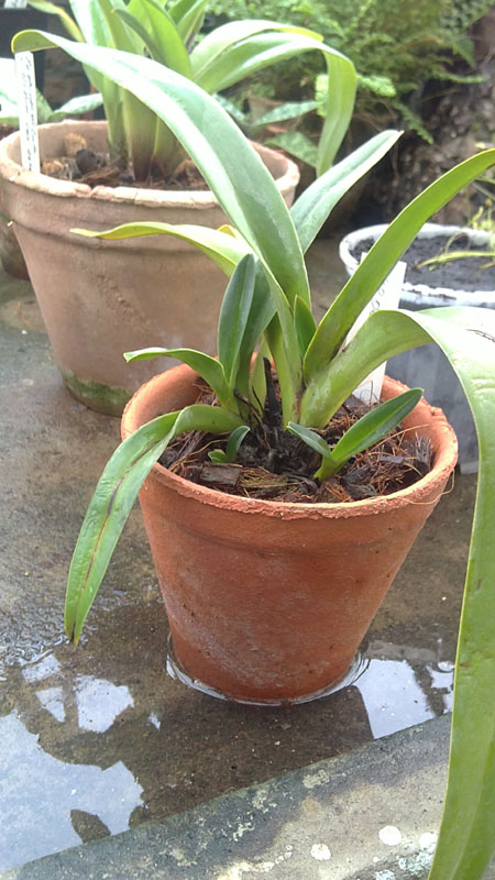 Paphiopedilum Jerry Spence.jpg
