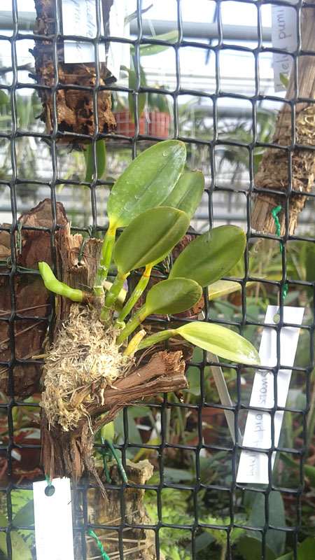 Laelia pumila Topazio Vermelho x Laelia pumila Granada.jpg
