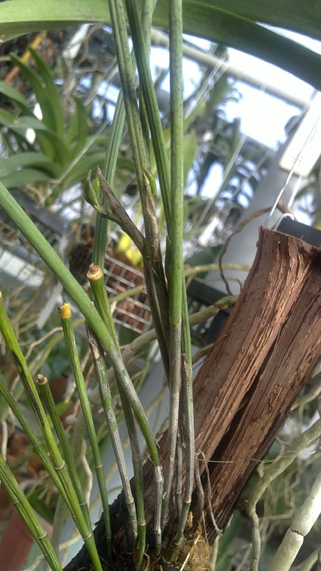 Brassavola perrinii.jpg