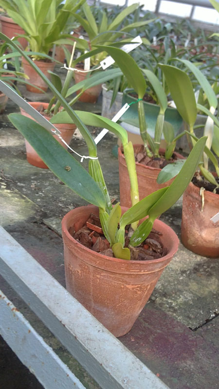 Cattleya lueddemman 1.jpg