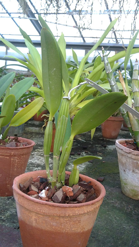 Cattleya lueddemanniana alba x Cattleya lueddemanniana caerulea Siquesique.jpg