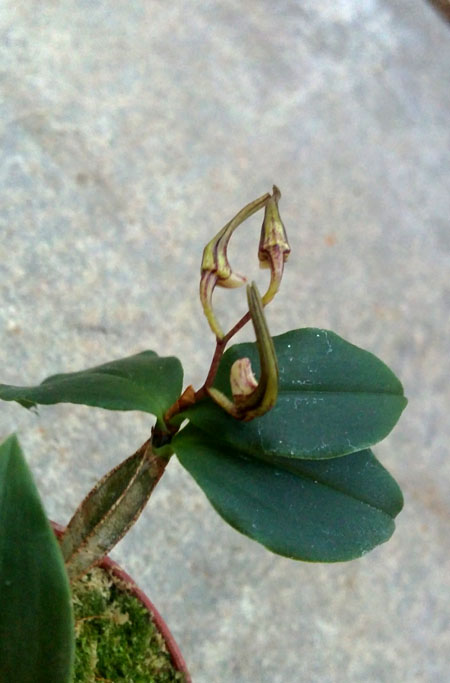 dendrobium tetragonum.jpg