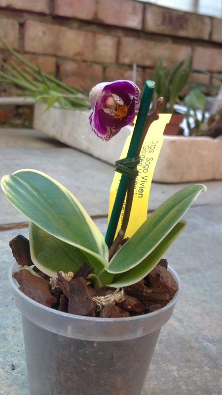 Dtps Sogo Vivien.jpg