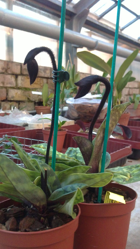 Paphiopedilum Maudiae Vinicolor Schwarze Madonna.jpg