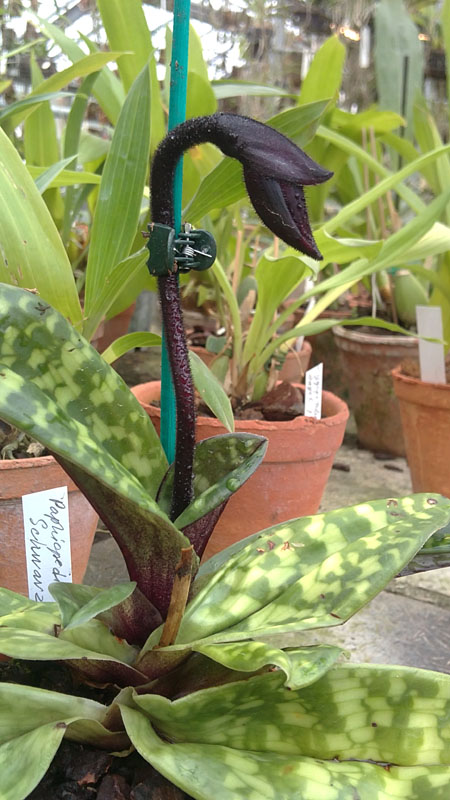 Paphiopedilum Maudiae vinicolor Schwarze Madonna1.jpg