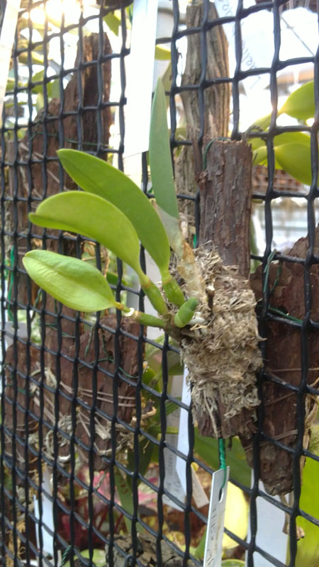 Laelia pumila Jungle.jpg