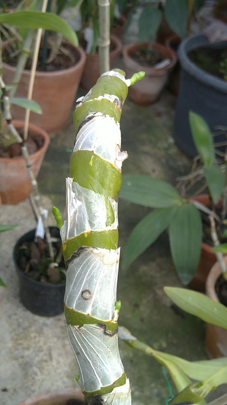 Dendrobium albosanguineum.jpg