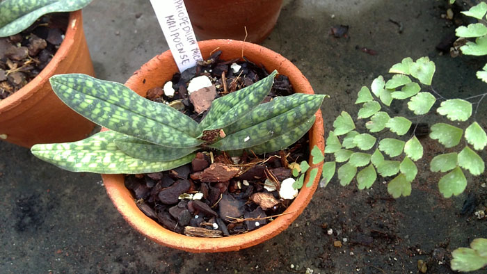 Paphiopedilum micranthum X malipoense.jpg