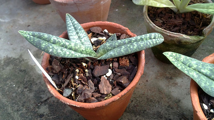 Paphiopedilum malipoense X micranthum.jpg