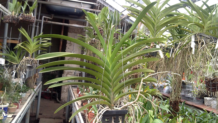 Vanda Sanderiana Bonchoo x Vanda Taweesuksa.jpg