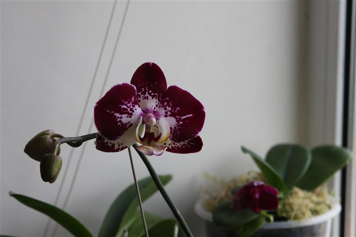 IMG_3913 (Small).JPG