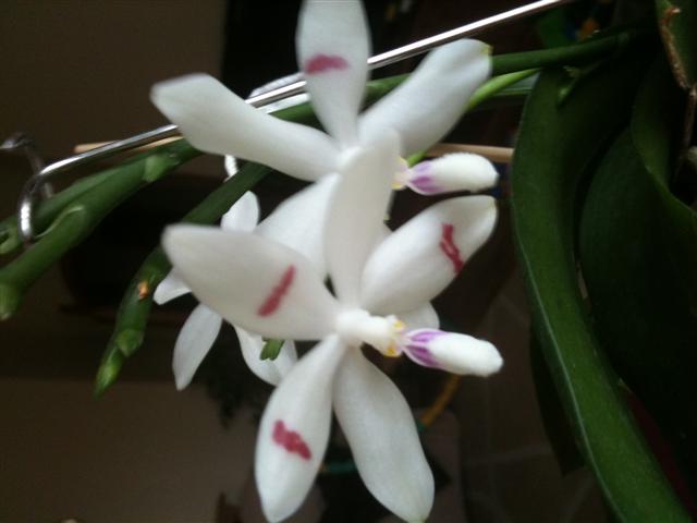 IMG_0144 (Small).JPG