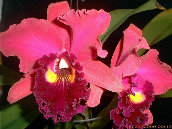 Brassolaeliocattleya Warchant Siam Ruby 1.jpg