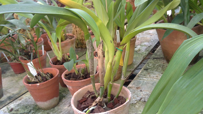 Brassolaeliocattleya Hsinying Chaffinch BD.jpg