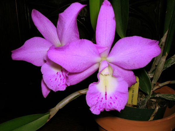 Brassocattleya Little Mermaid Janet 1.jpg