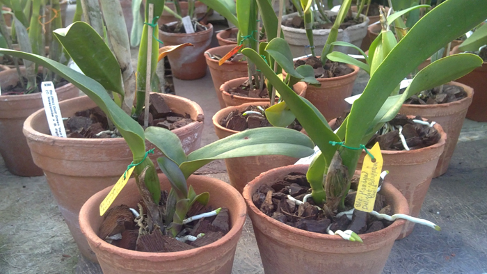 Brassolaeliocattleya Haadyai Delight Bangprom Gold.jpg