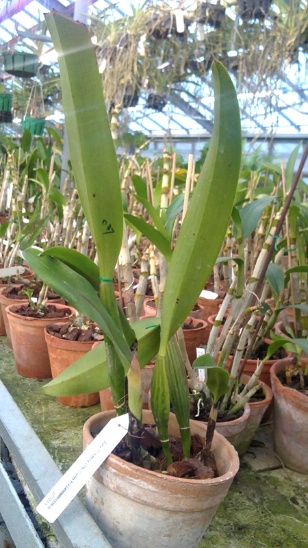 Brassolaeliocattleya Mem Crispin Rosales Lu Kang.jpg