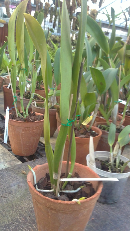 Brassolaeliocattleya Shinfomg Beauty.jpg