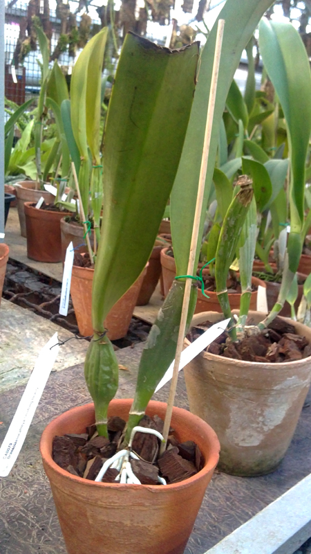 Brassolaeliocattleya Tainan Gold Golden Canary.jpg