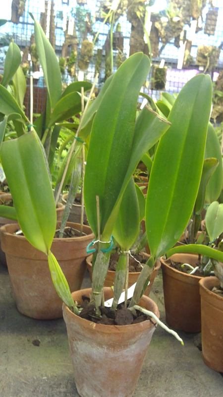 Laeliocattleya Long River Compton.jpg