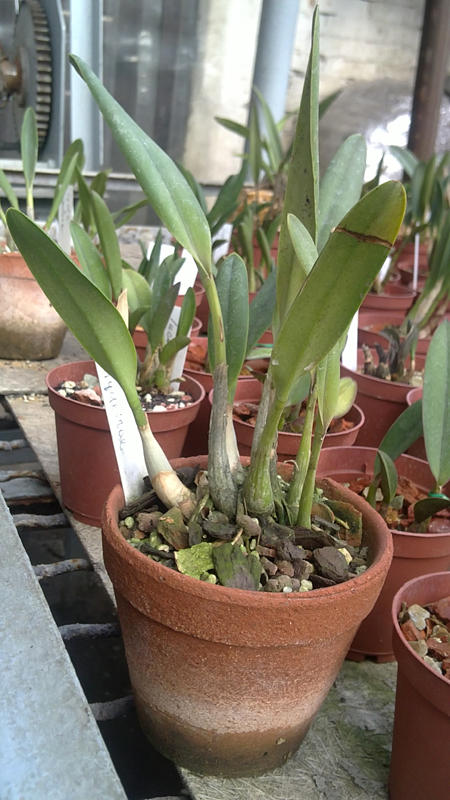 Laelia mantiqueirae.jpg