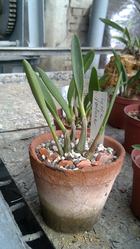 Laelia itambana.jpg