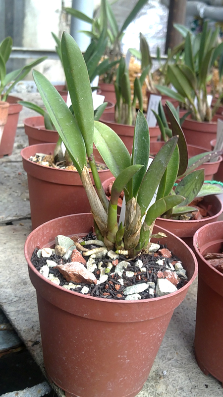 Laelia lucasiana.jpg