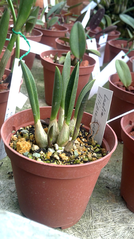 Laelia liliputana.jpg