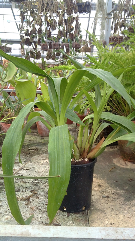 Propetallum Hark.jpg