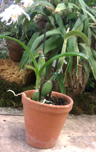 Iwanagara Appleblossom Golden Elf.jpg