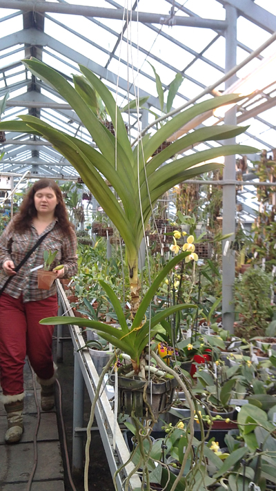 Ascocenda Pak Chong Gold.jpg