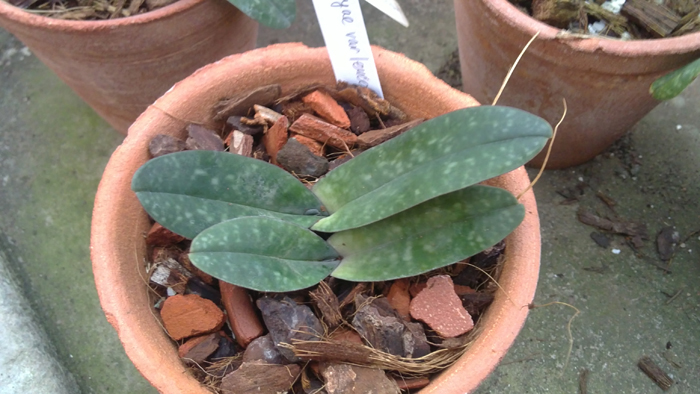 Paphiopedilum godefroyae Luecochilum.jpg